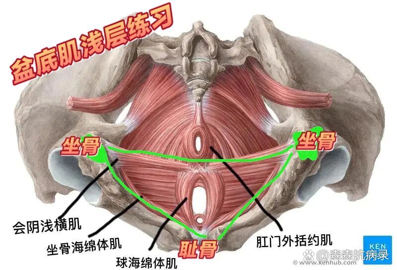 盆底肌浅层会阴浅横肌,坐骨海绵体肌练习