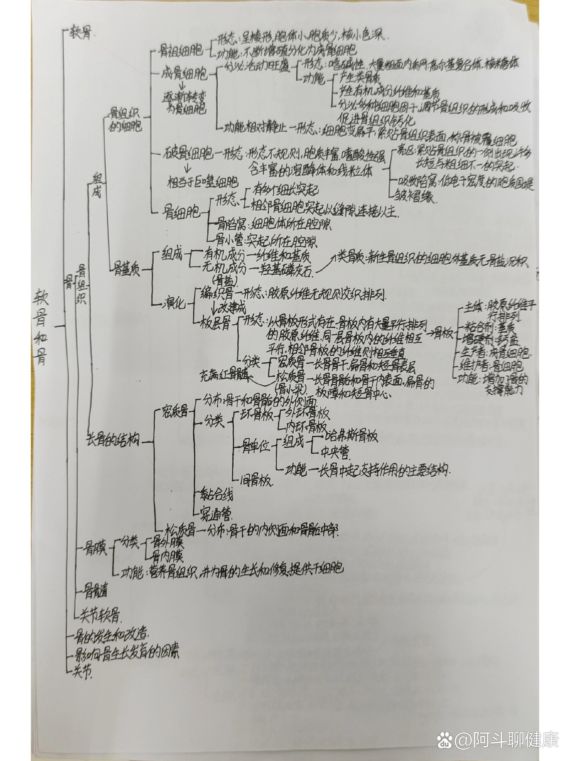 骨学的知识框架图图片