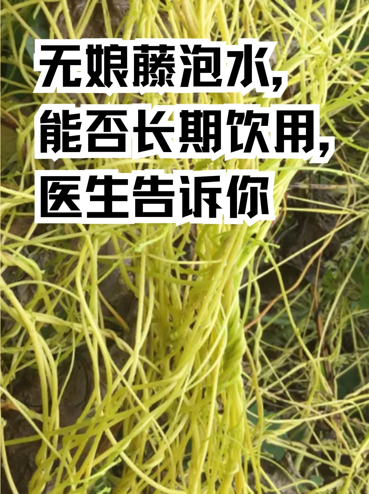 无根藤的功能主治用法图片