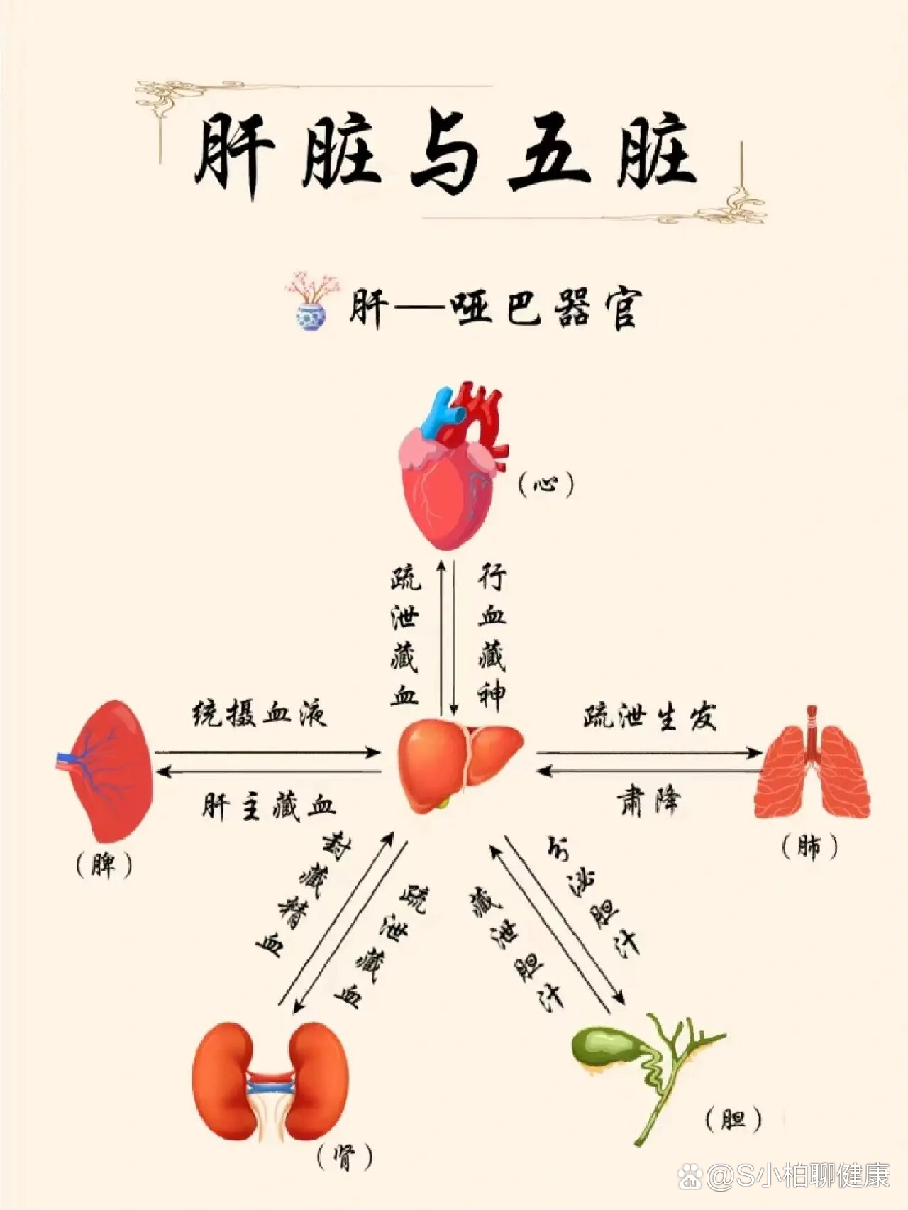 肝与其他器官有什么关系?