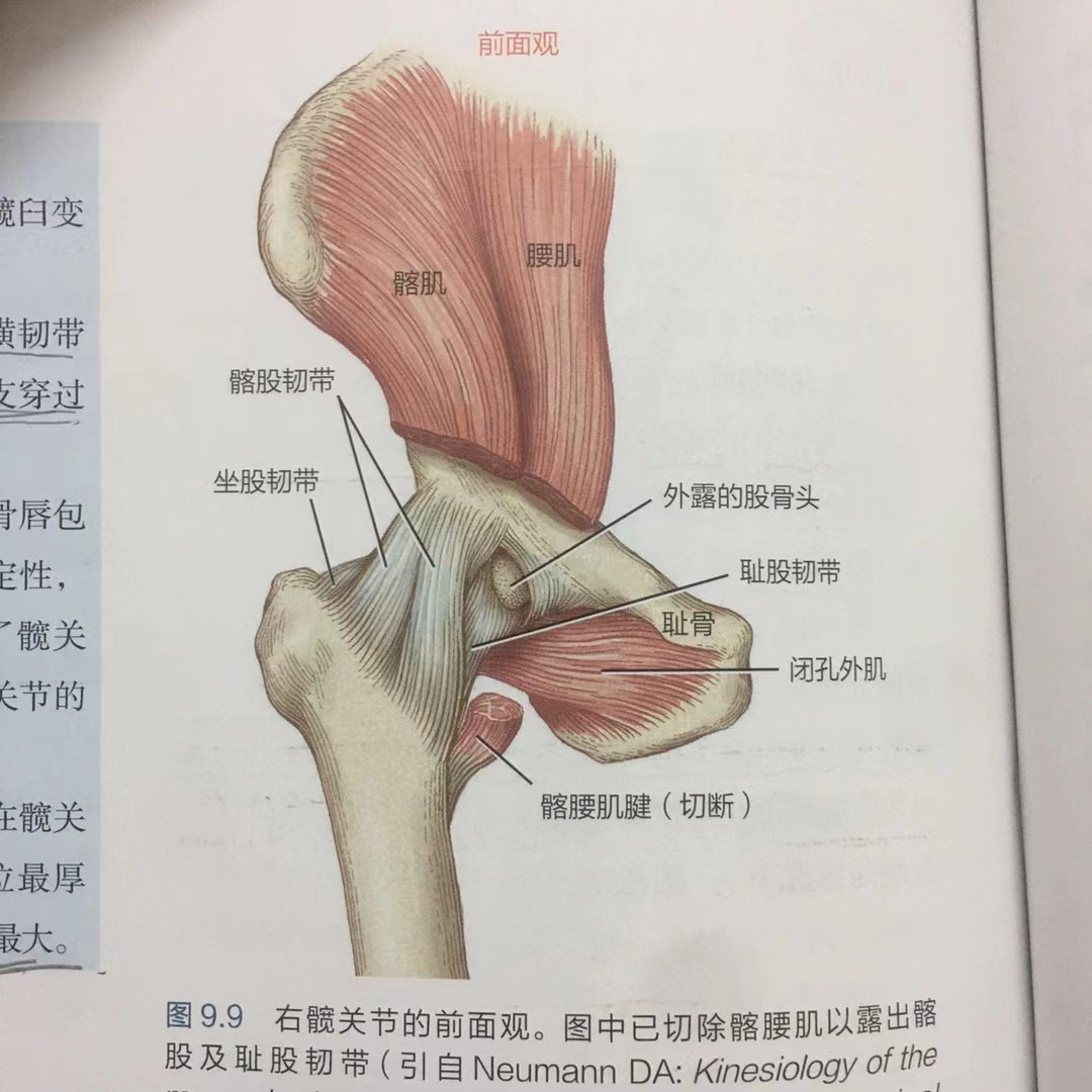 维持髋关节稳定的3条韧带