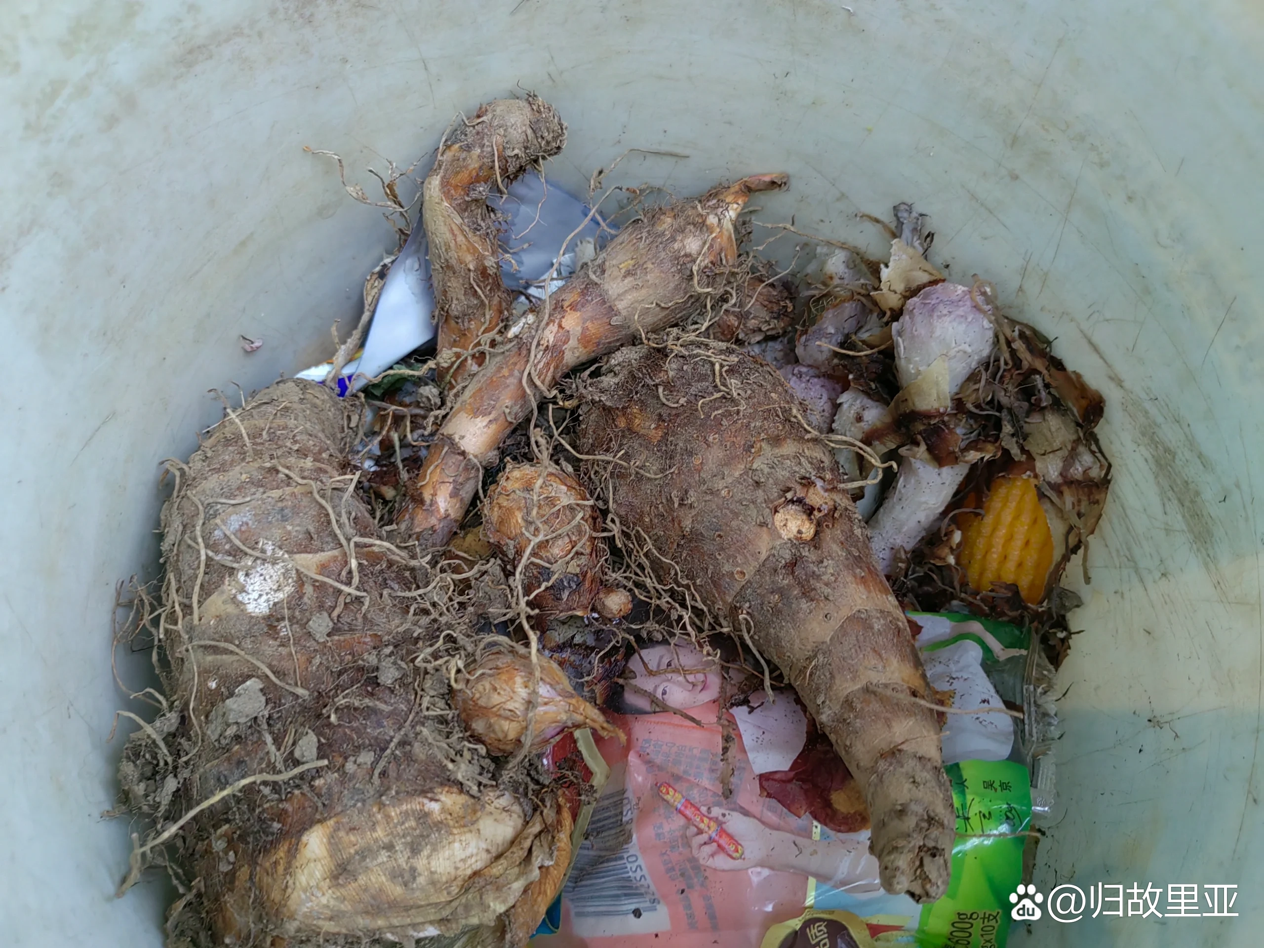 待产中的人,芋头中毒了