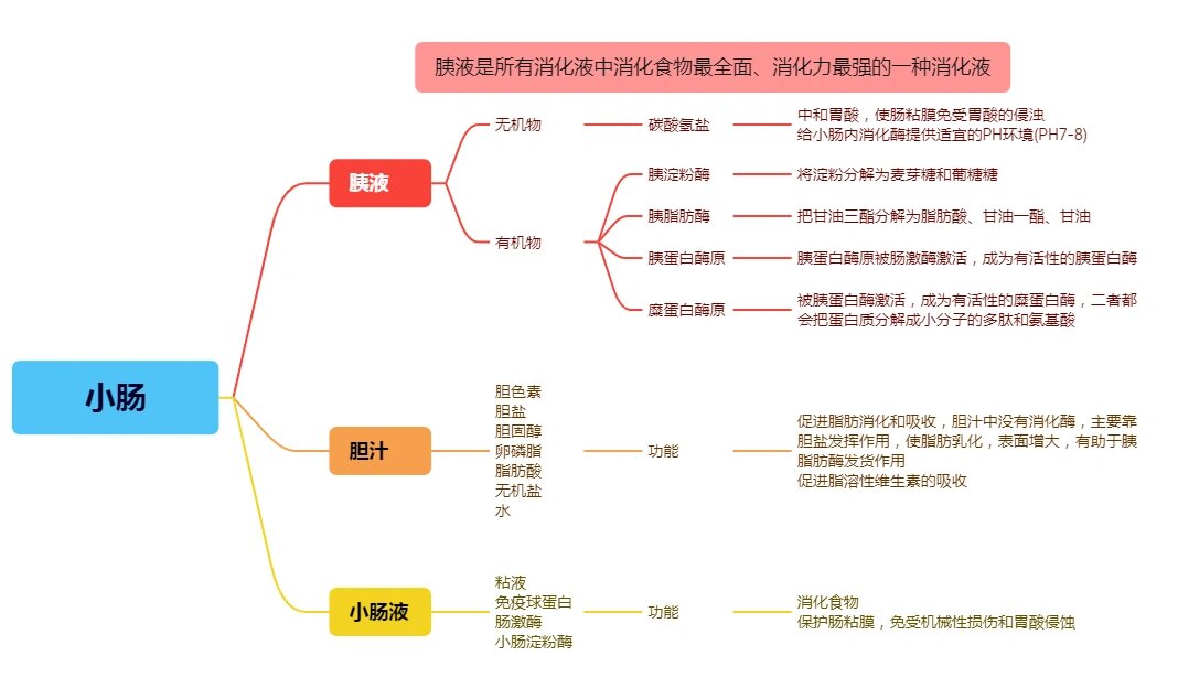 小肠吸收营养图片