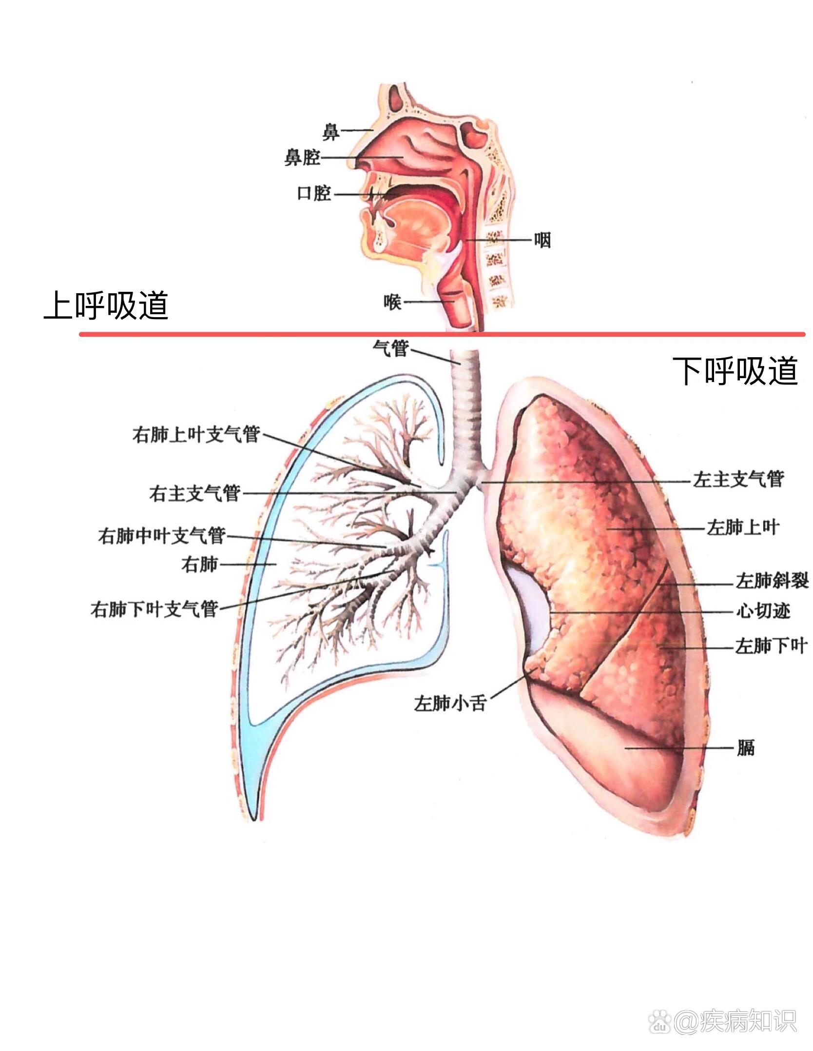 笔记|急性呼吸道感染
