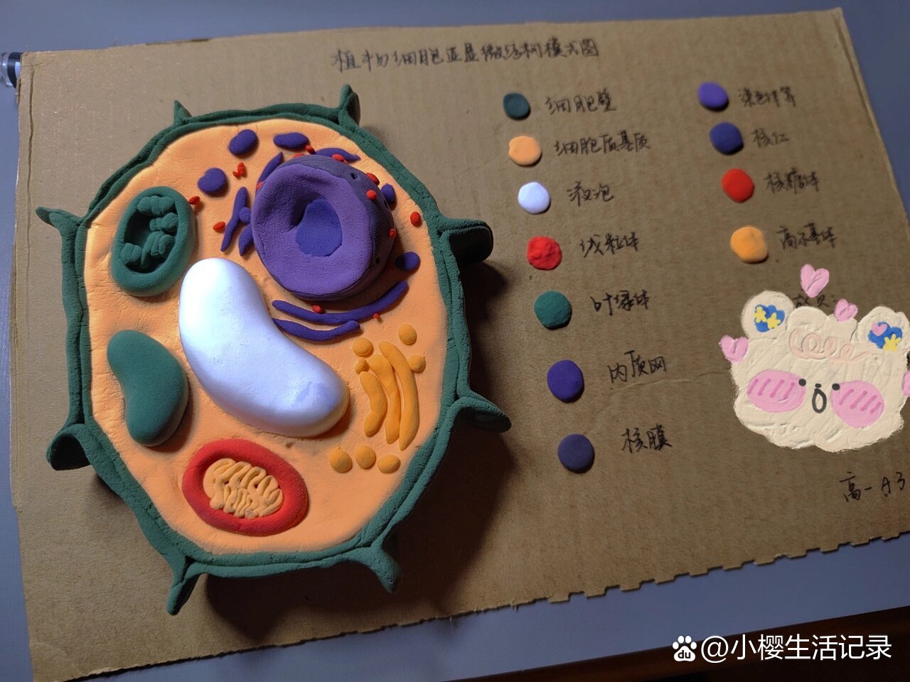 植物细胞亚显微结构模型