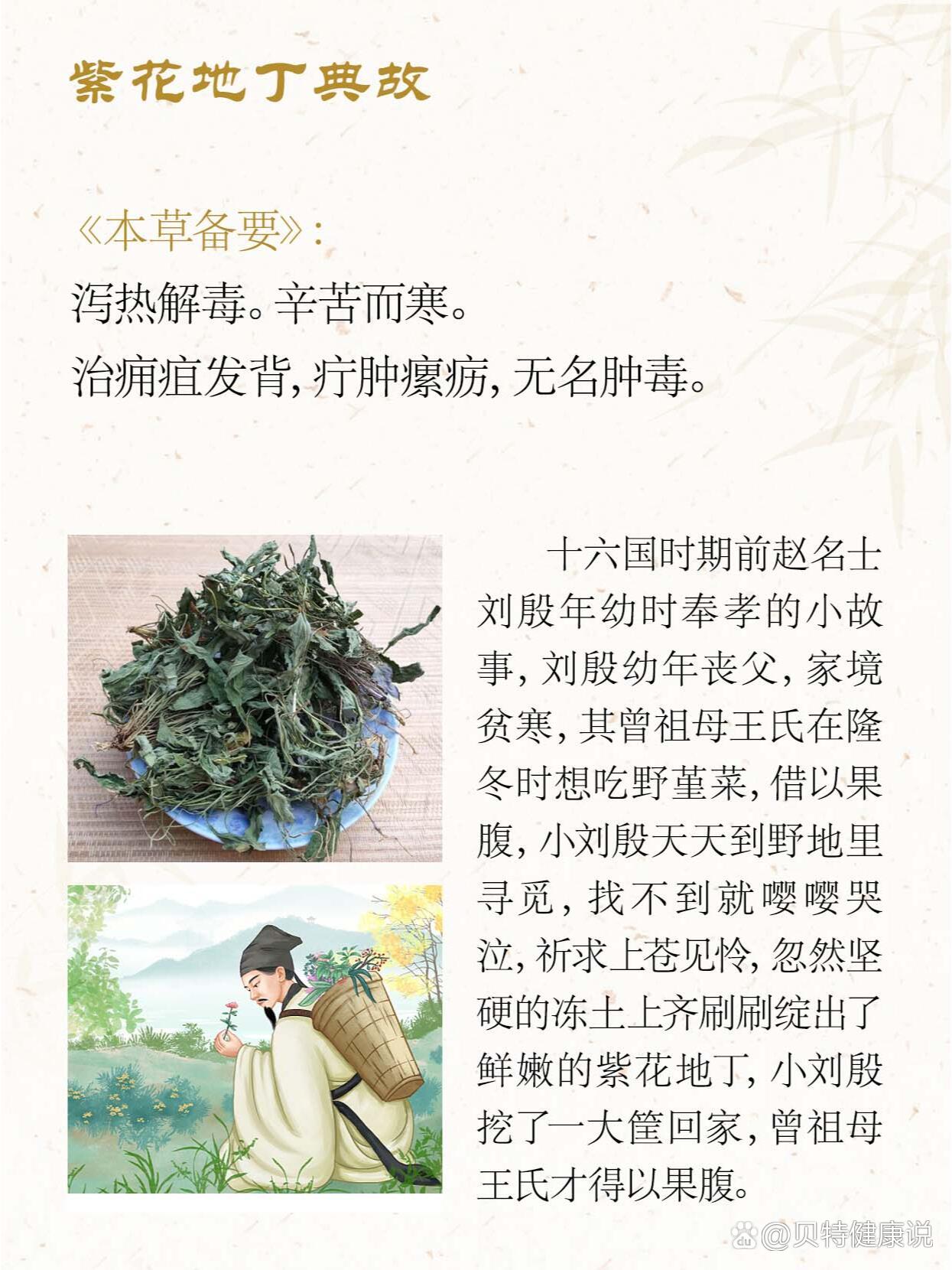 紫花地丁:神奇野菜,功效超乎你想象!