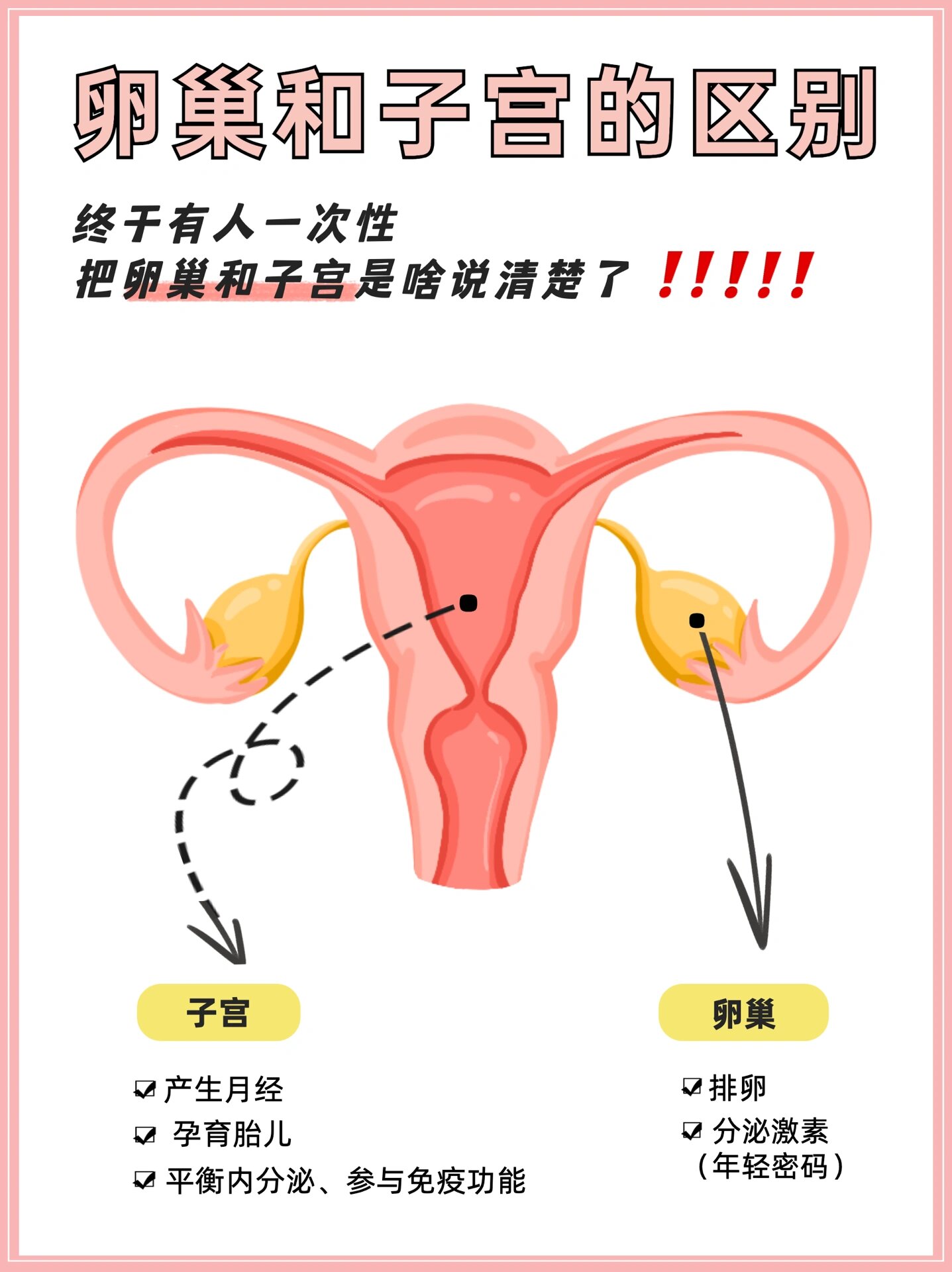 卵巢长什么样位置图片