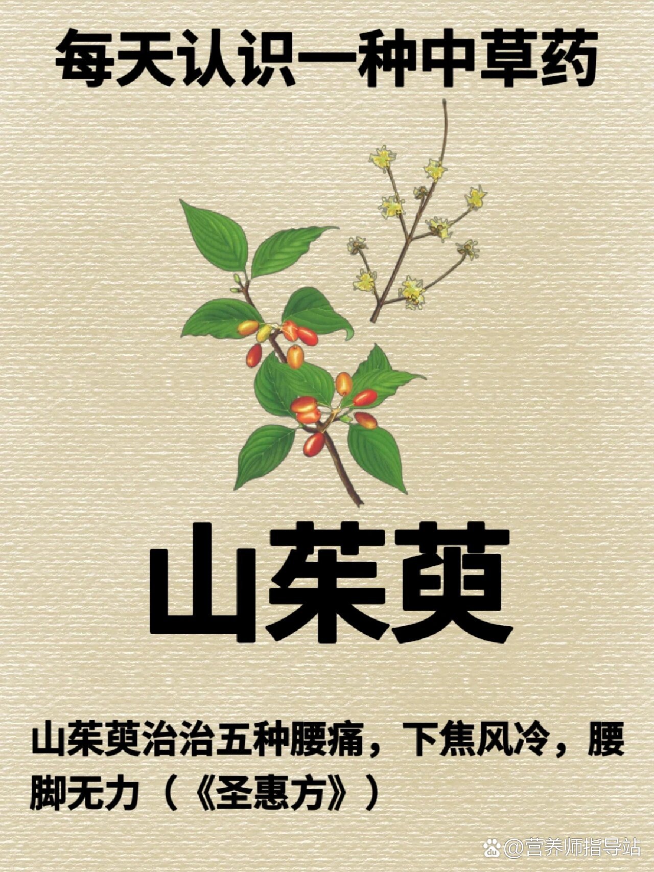 每天认识一种中草药【山茱萸】♥