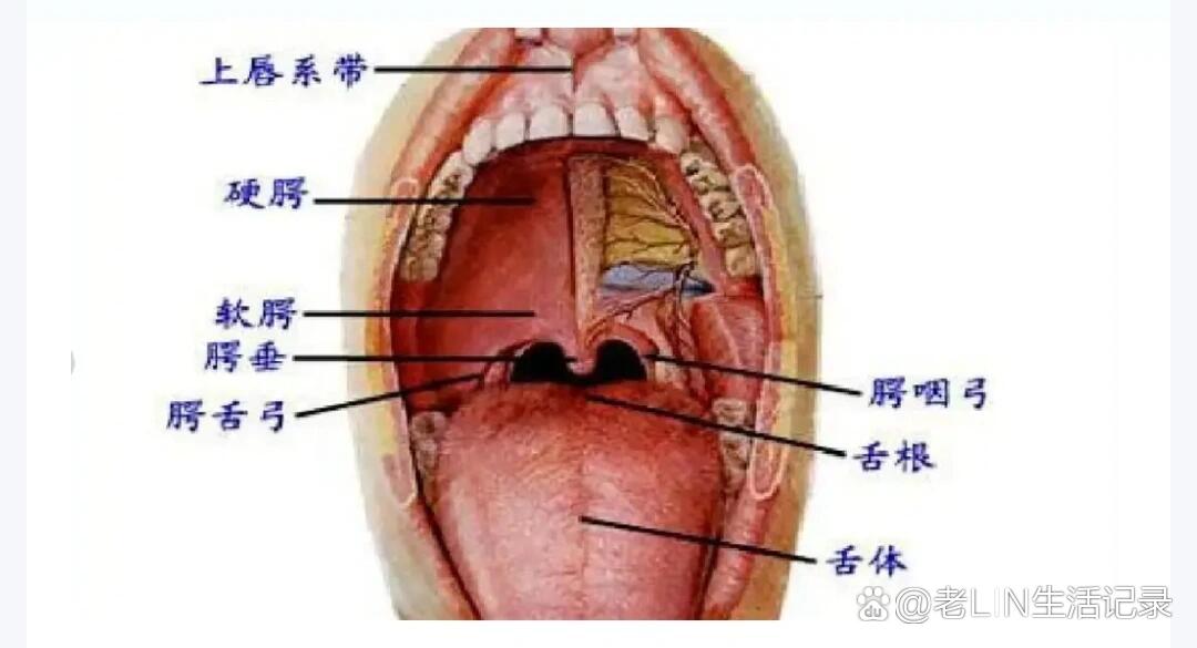 正常人的舌下腺图片图片