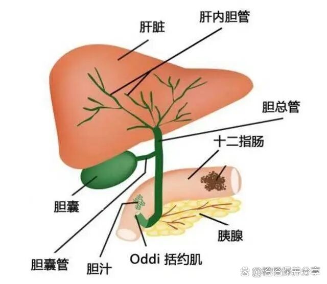 bd),顾名思义,就是胆管呈囊肿或梭状扩张,是最常见的先天性胆道畸形