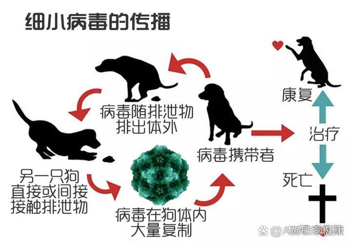 狗细小治愈率图片