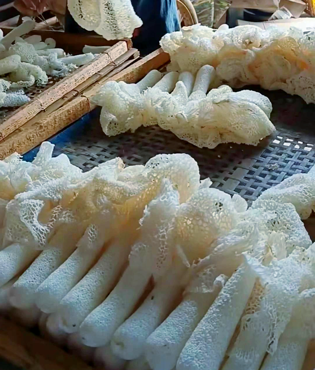 🎋竹荪的神奇功效与作用💪