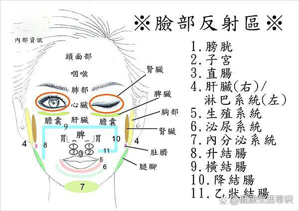 黄褐斑面部反射区图图片