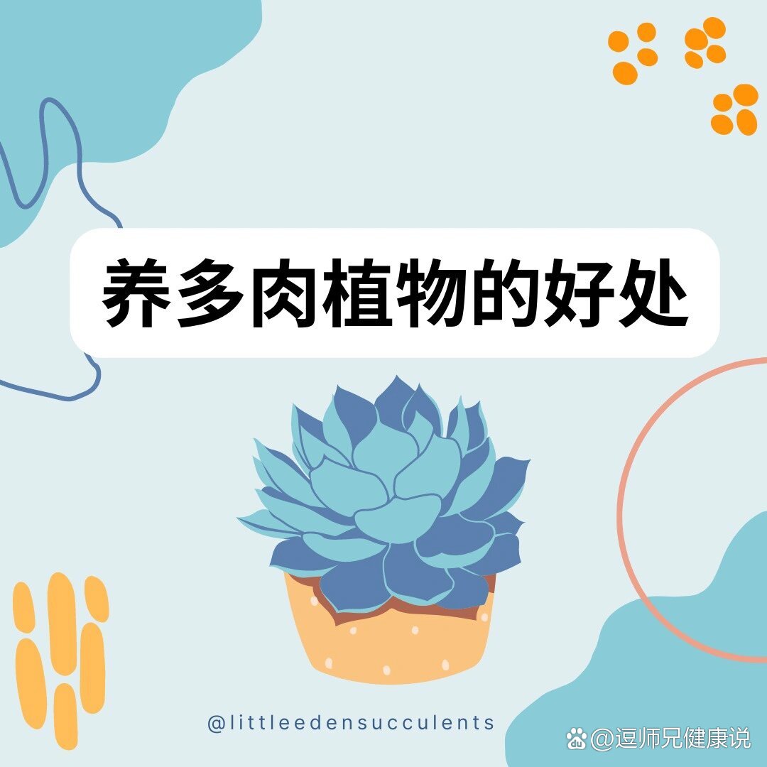 养多肉植物有什么好处呢?