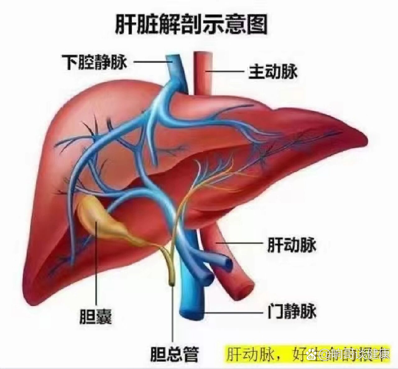肝胆排毒到底排的是什么?
