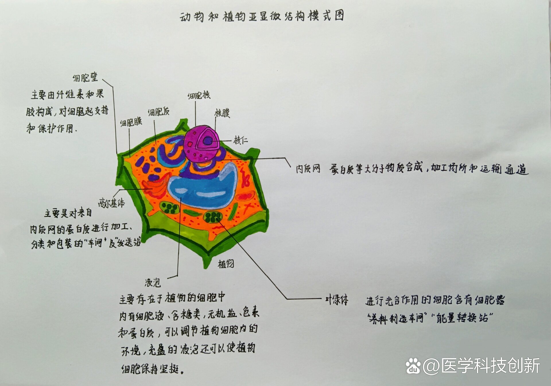 动物和植物亚显微结构模式图