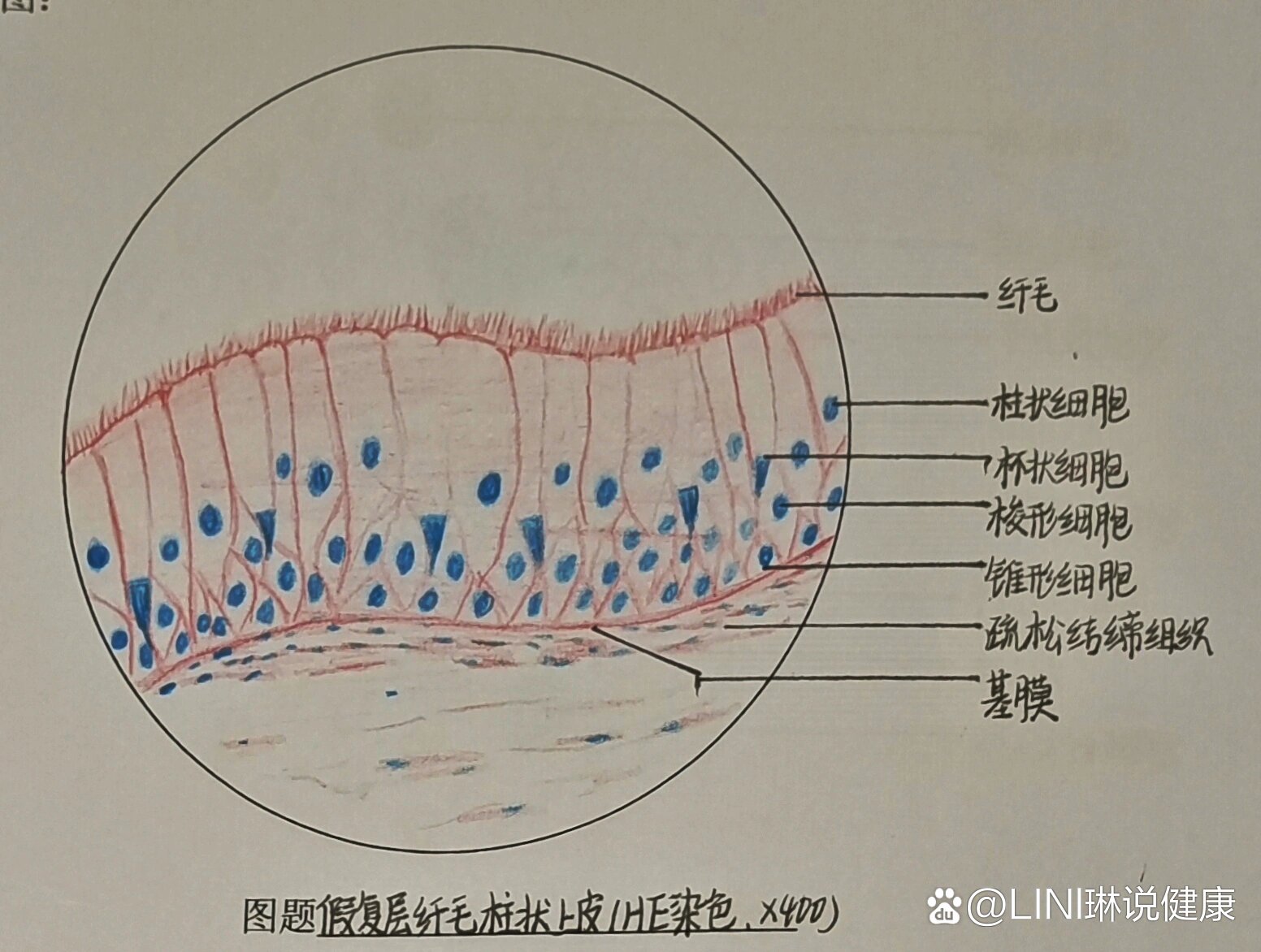 厚壁细胞手绘图图片