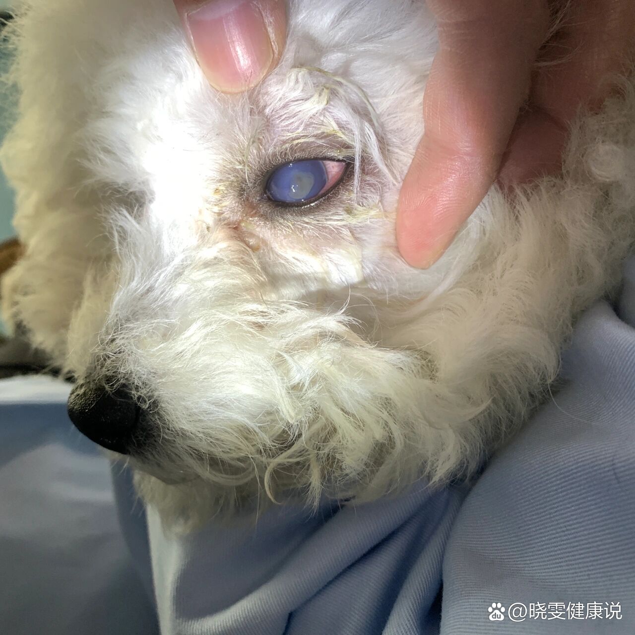 想问问各位狗狗眼球突然一下有白点