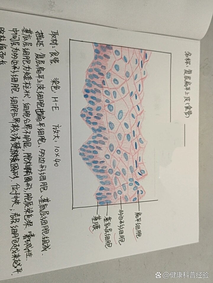 复层扁平上皮细胞