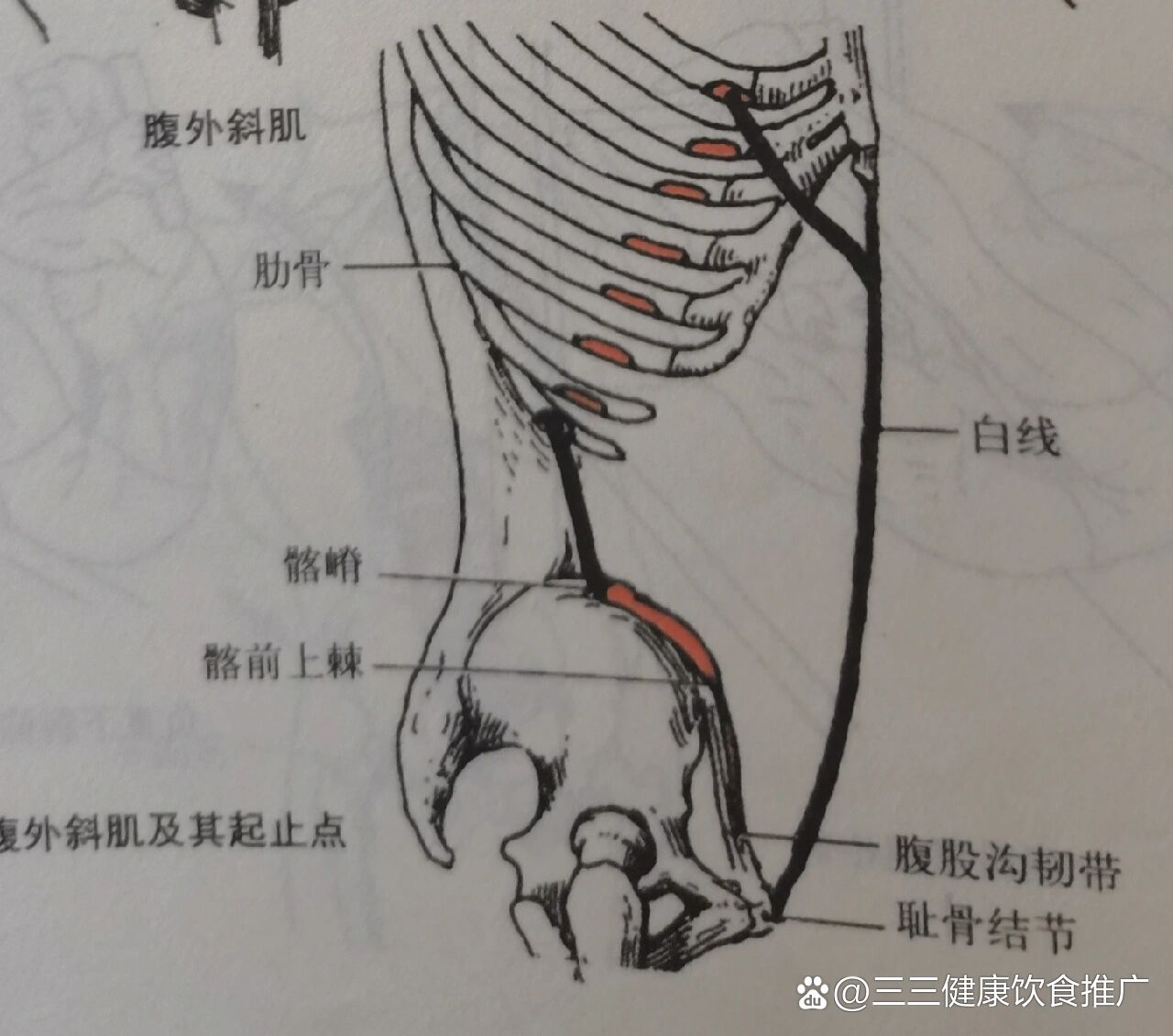 每天学习一个肌肉——腹外斜肌