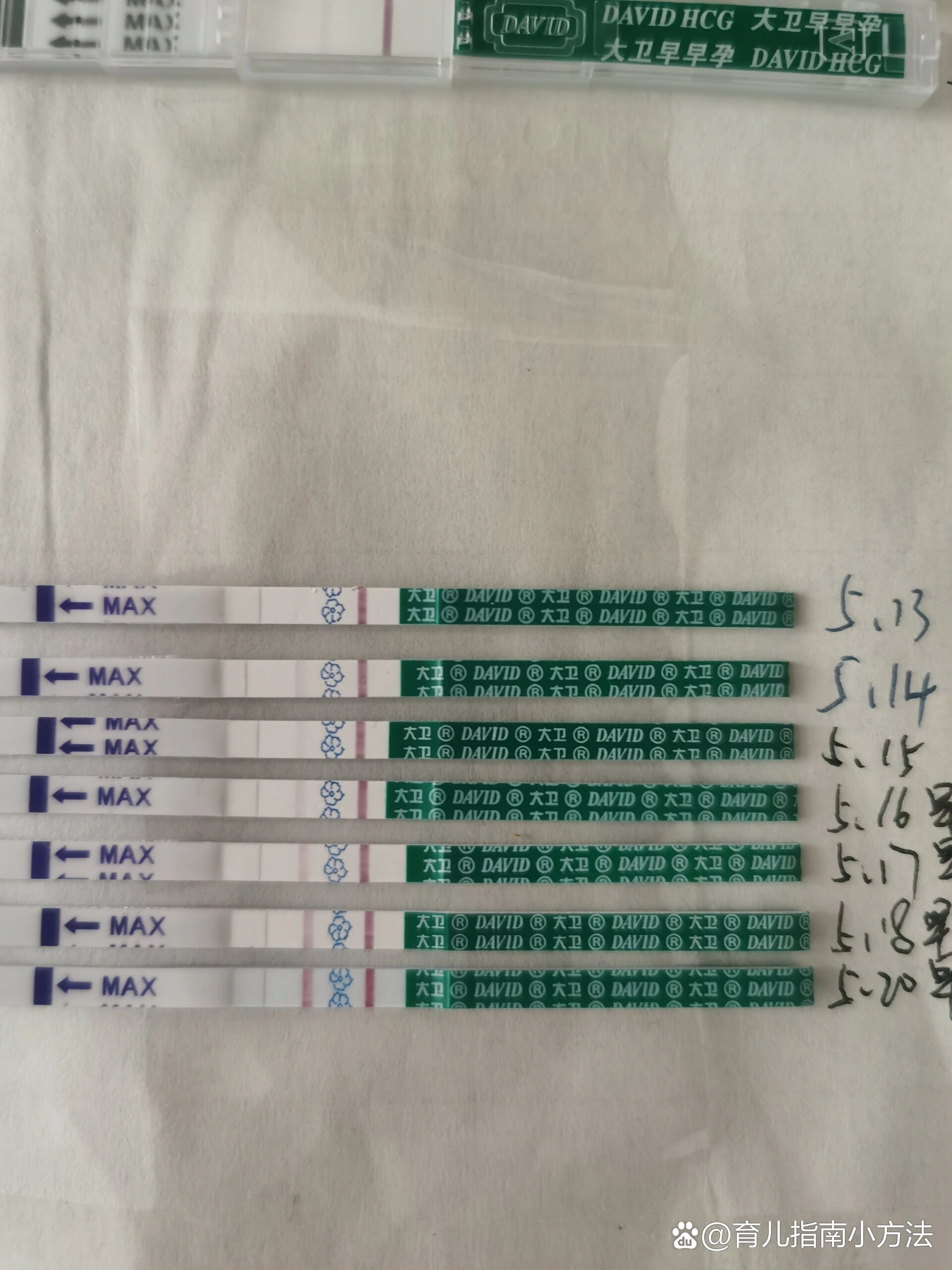 怀孕后排卵试纸显示图图片