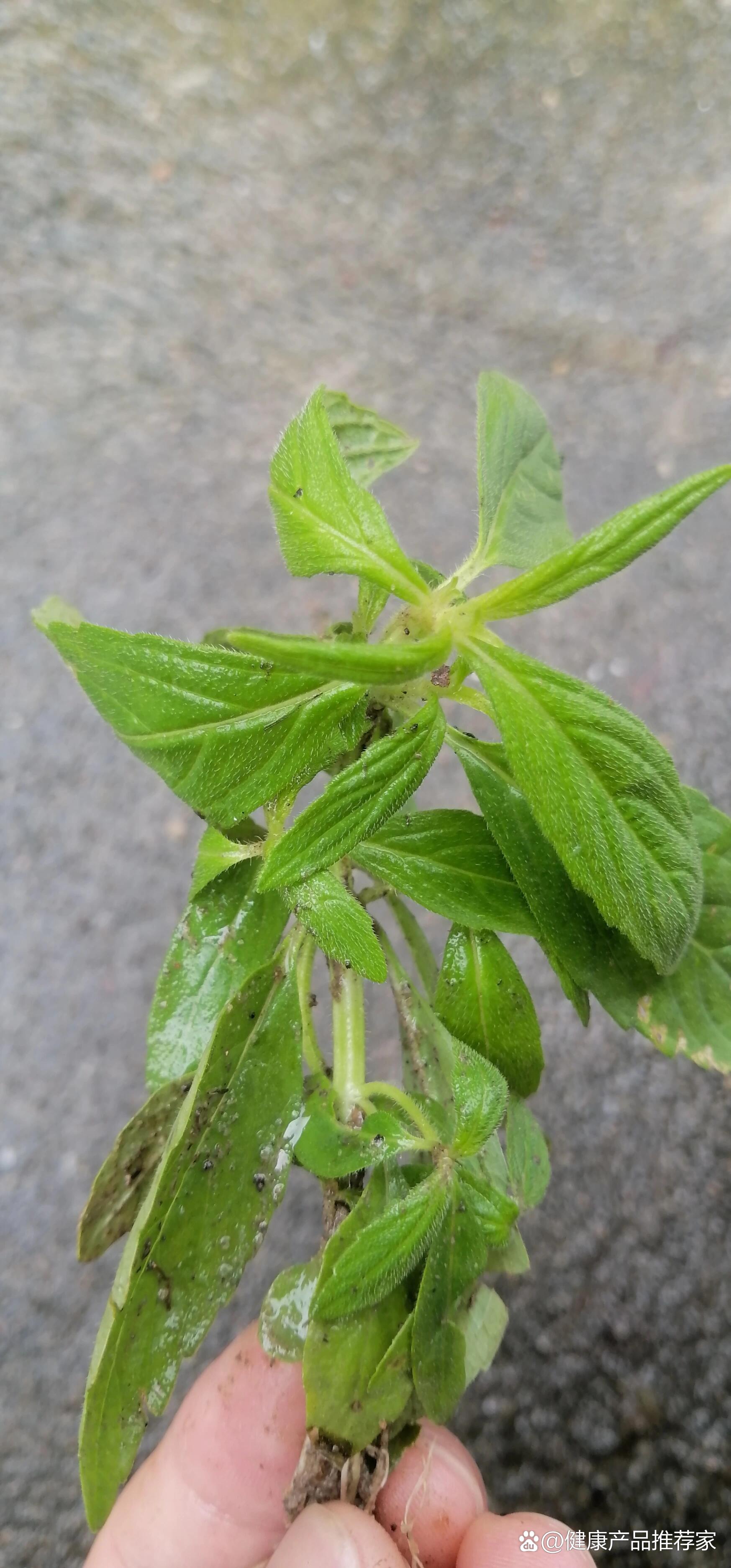 蛇草药的功效及图片图片