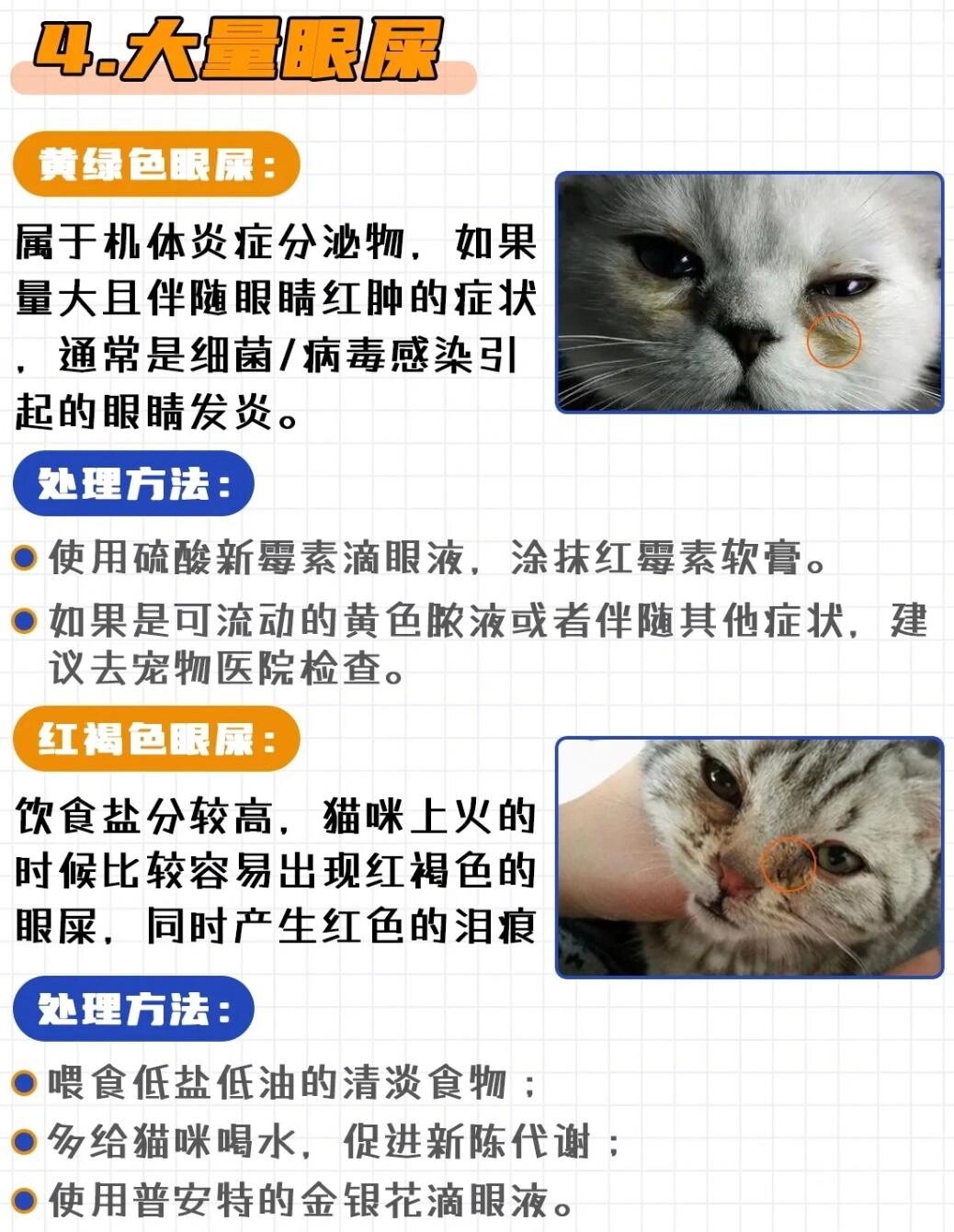 猫咪眼睛常见问题及治疗方法