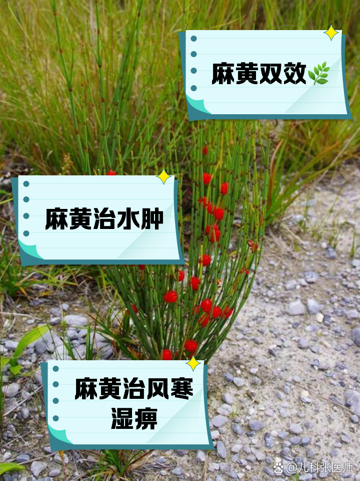 生麻黄的功效与作用