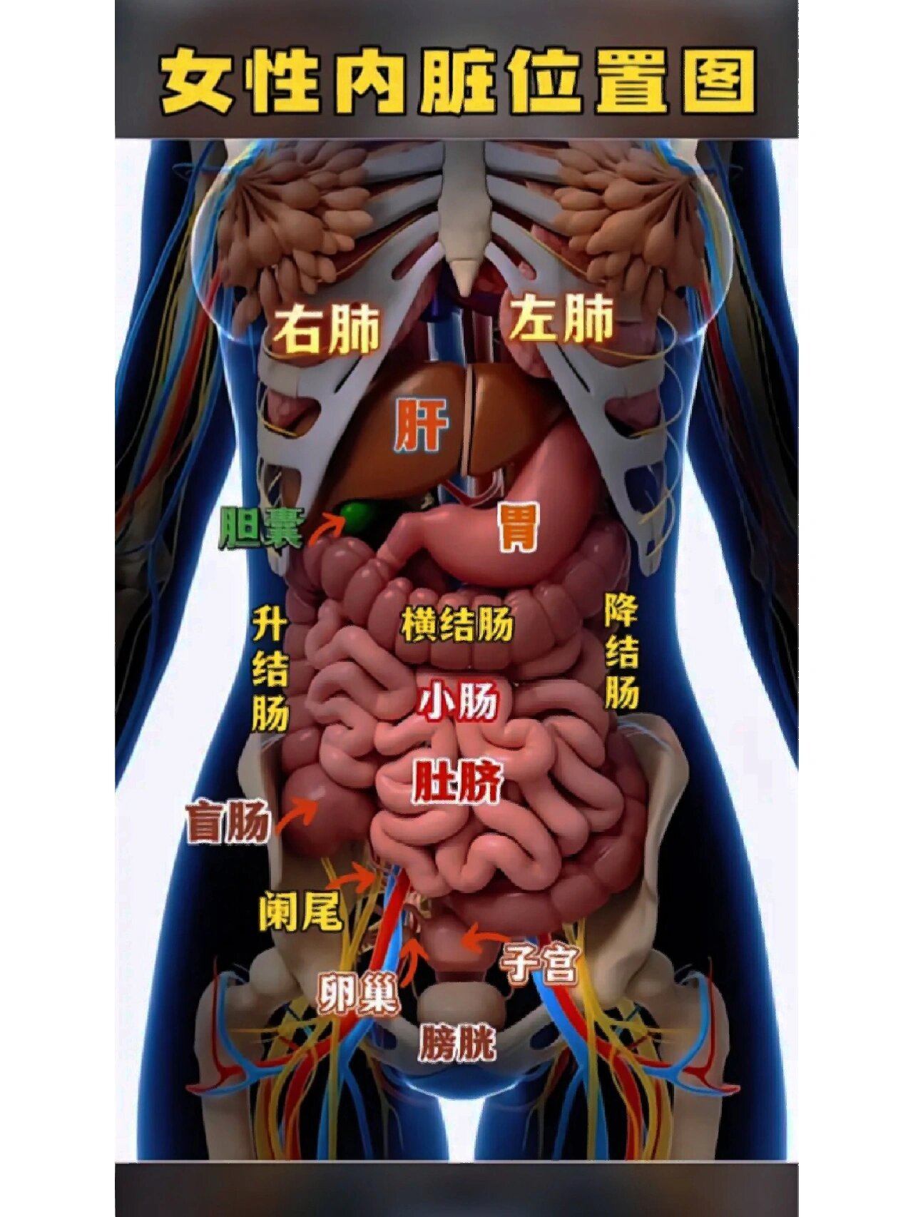 人体内脏器官位置图解图片