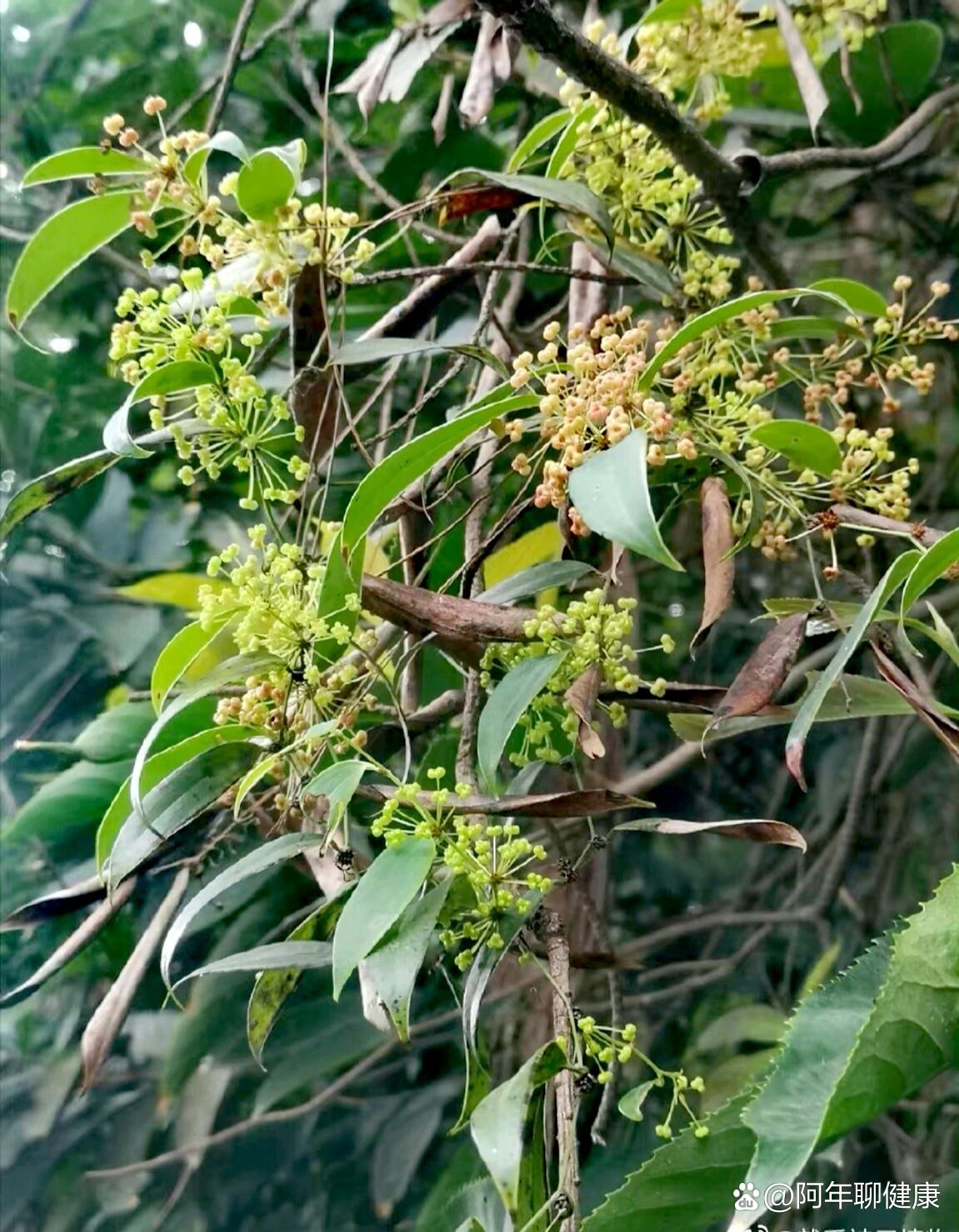 茯苓花图片