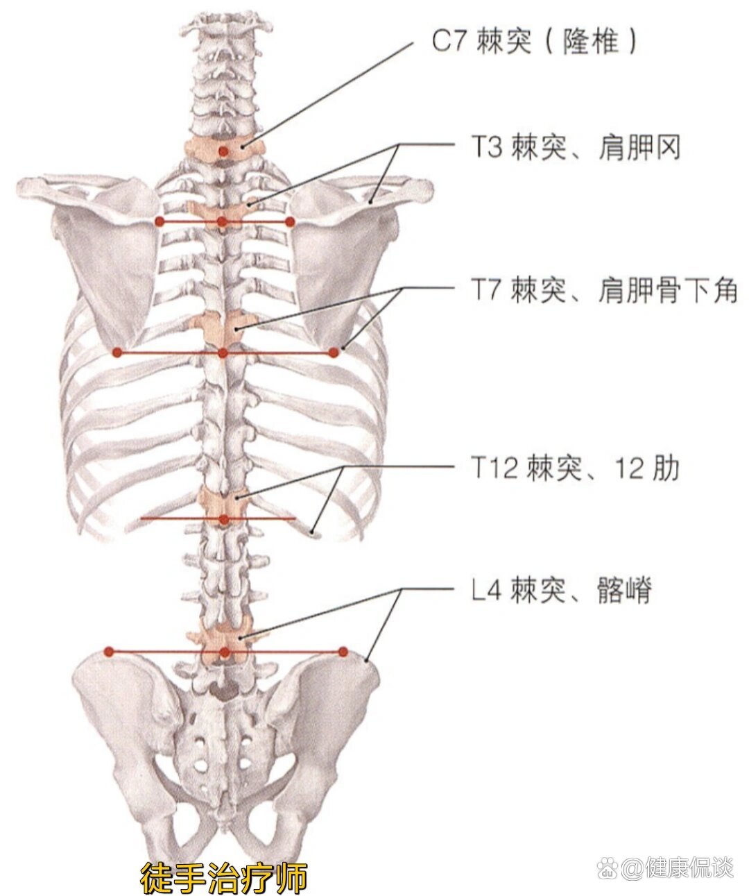 棘突可作为解剖学体表标志