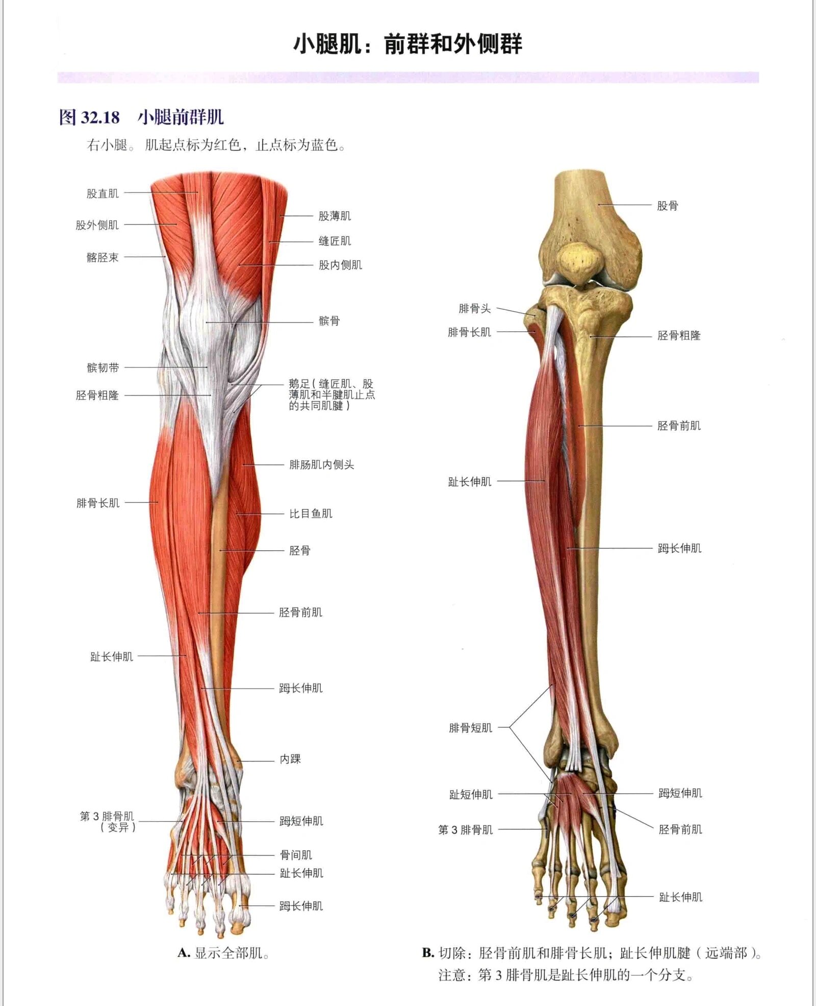 解剖笔记---小腿肌