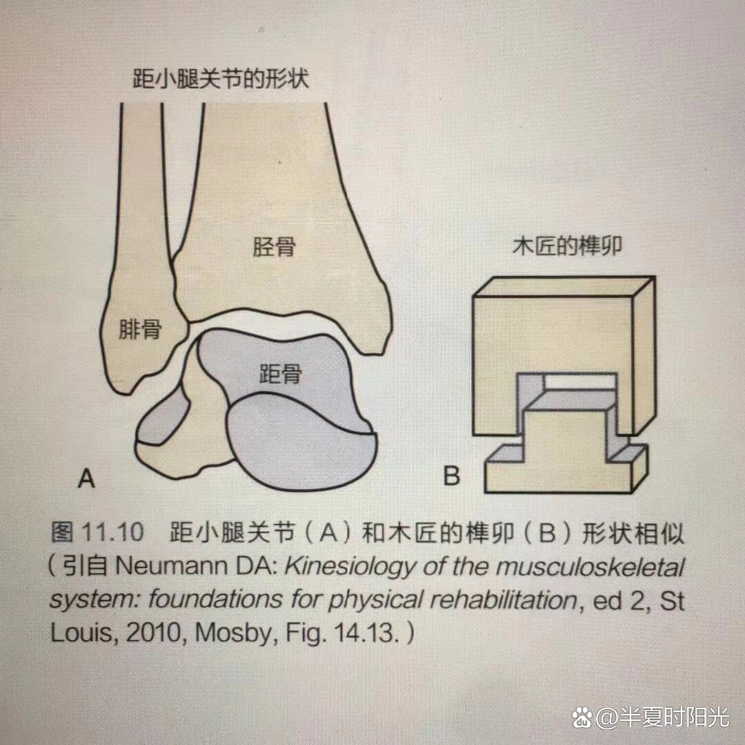 踝关节的构成图片