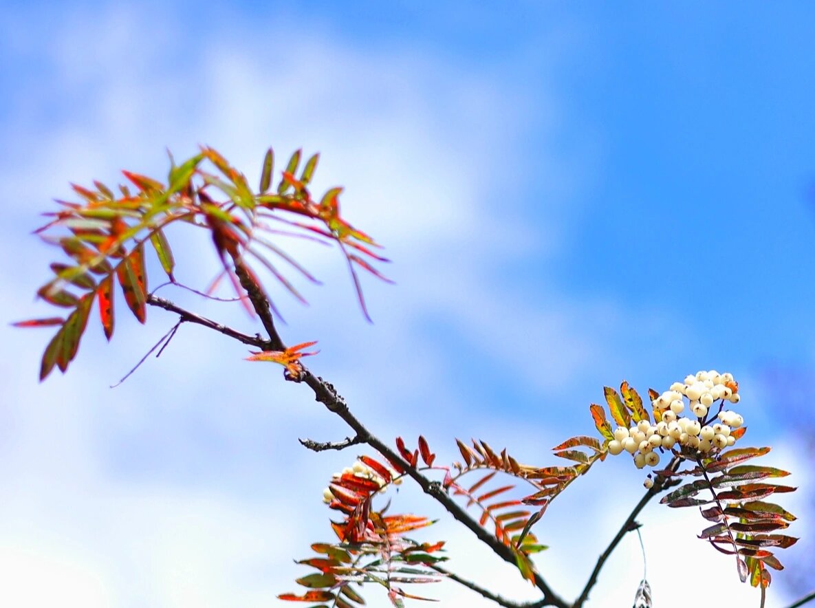 高山植物之花楸(泛指花楸属植物)