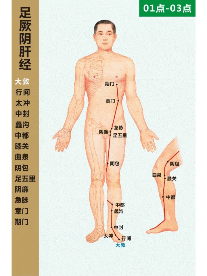 十二经络 足厥阴肝经穴位合集 主治病症