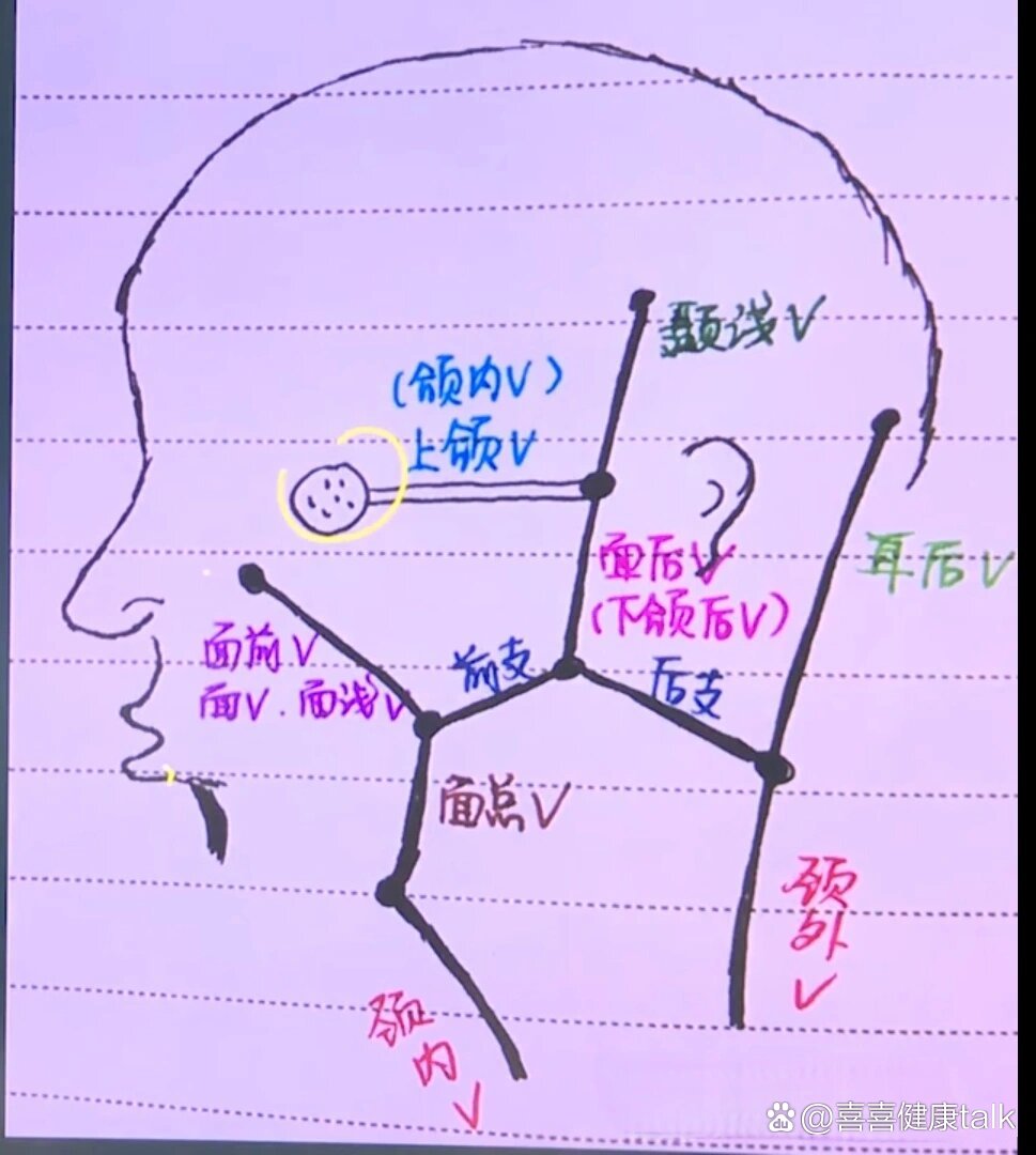 翼静脉丛图片