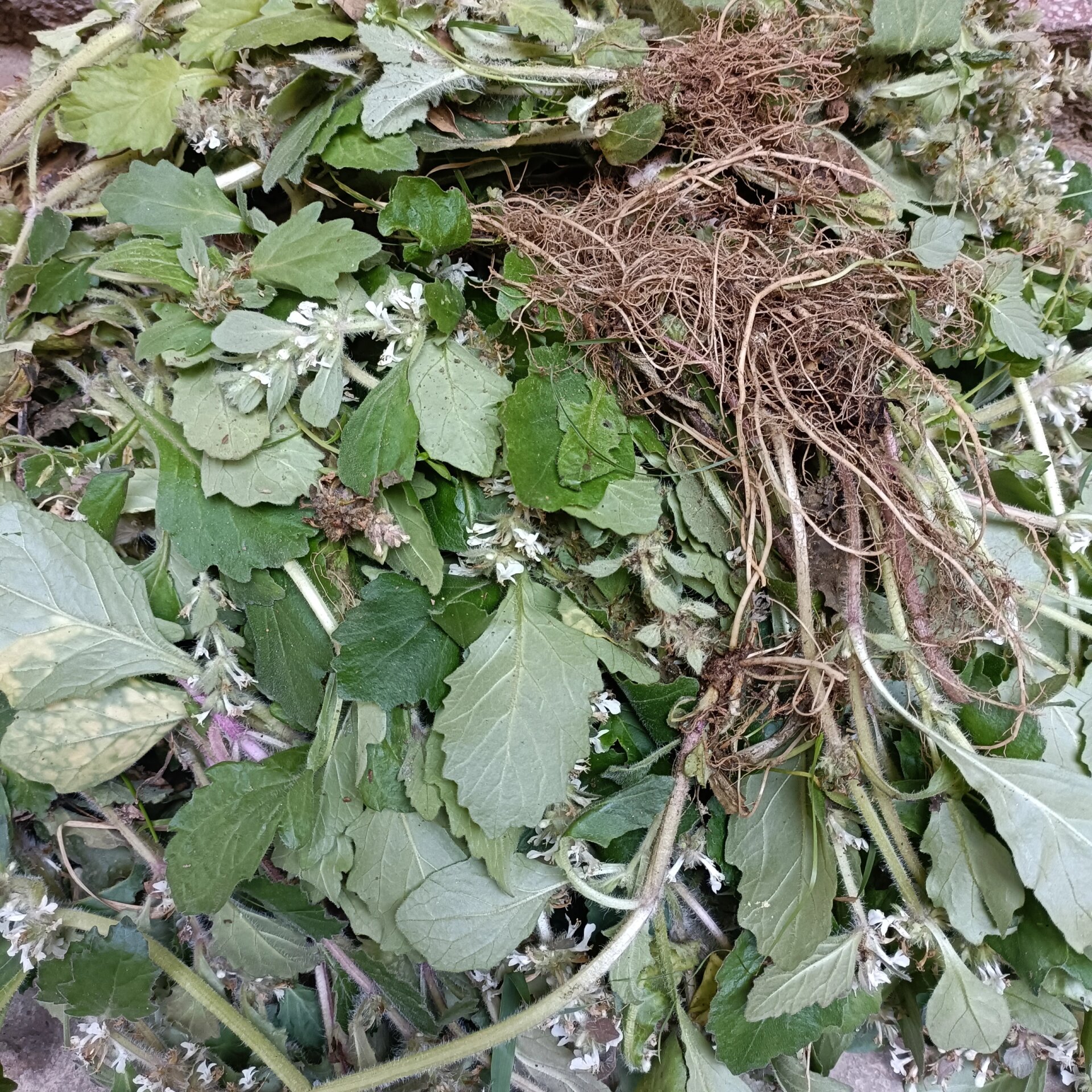 野生白毛夏枯草