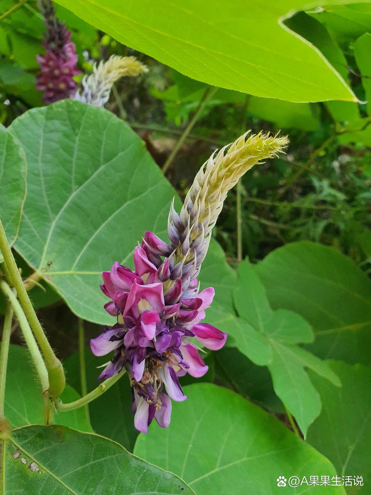 树叶下避荫的葛根花