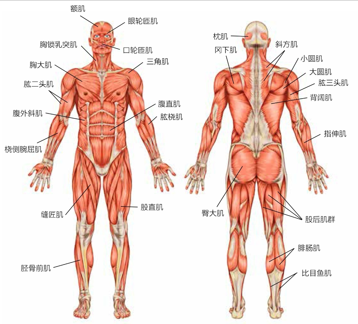 骨骼肌模式图图片