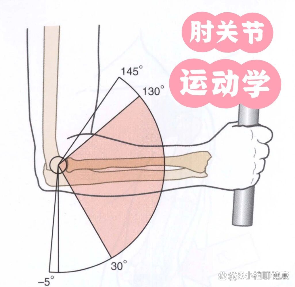 肘关节的运动图片