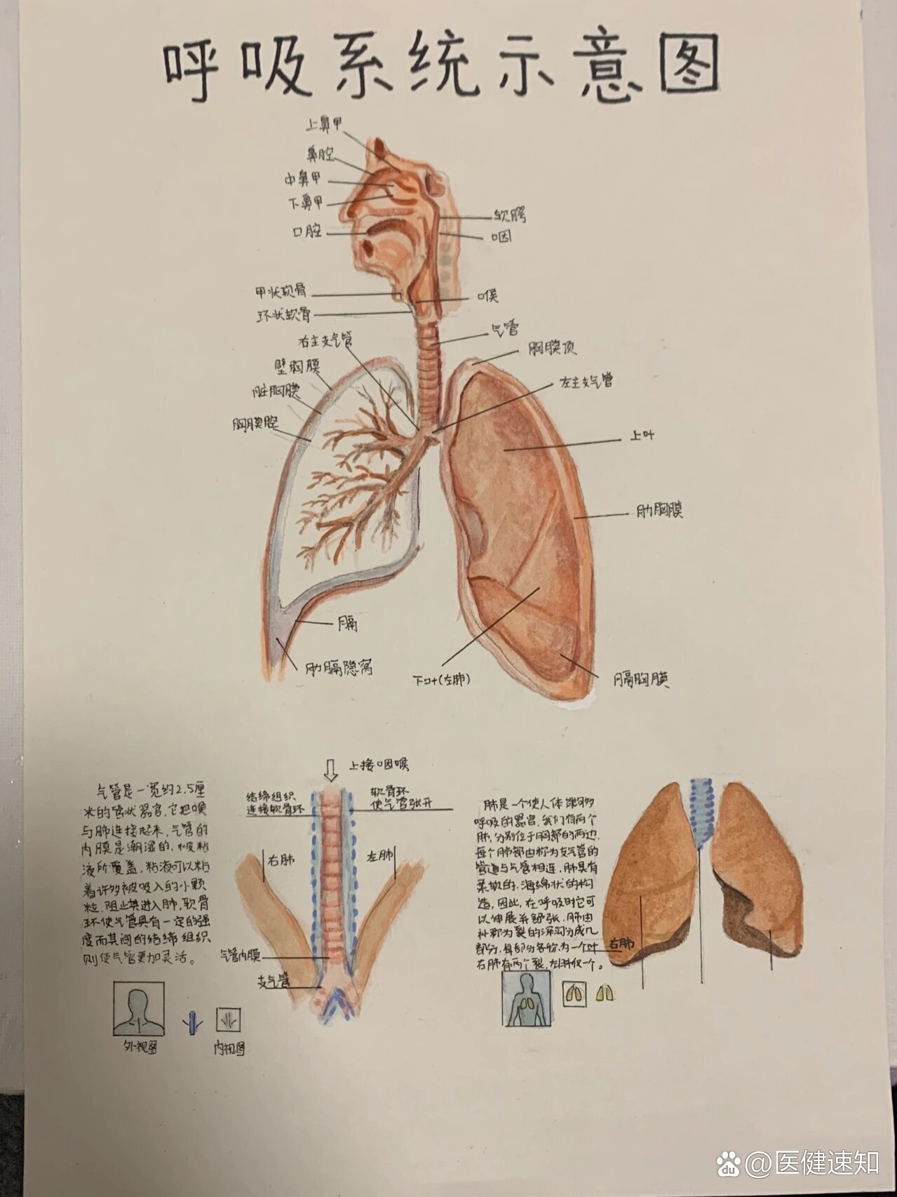 人体器官生物绘画图片