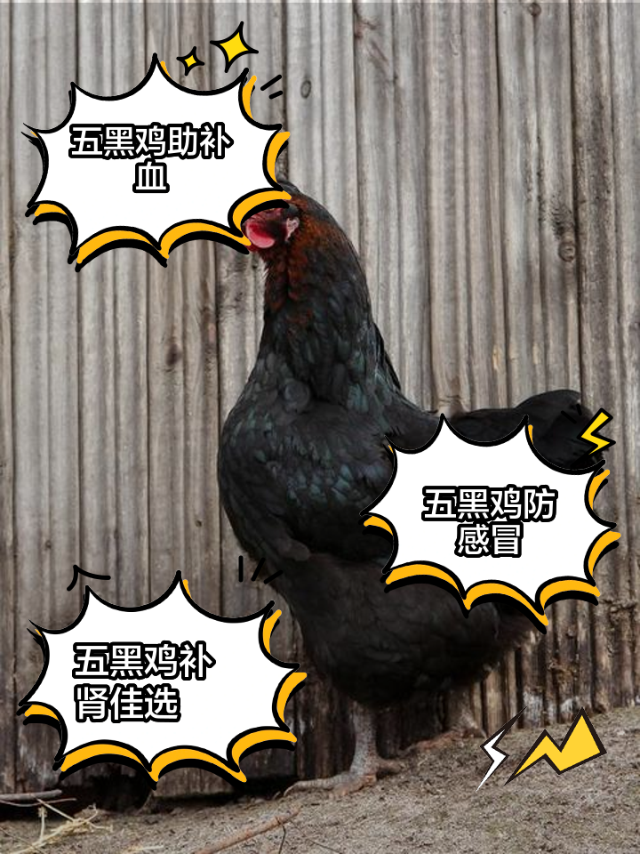 五黑鸡的功效与作用