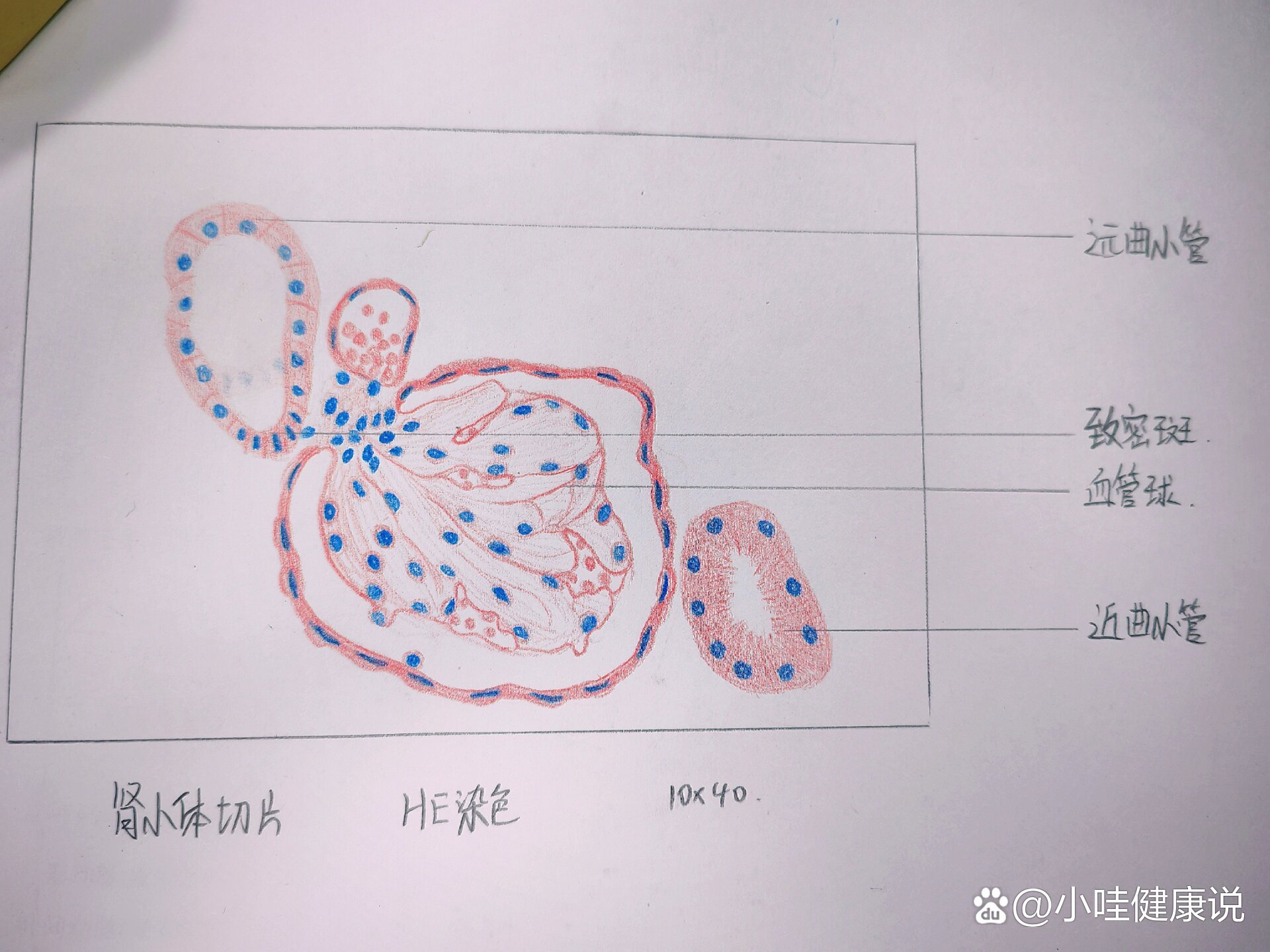 胸腺小体红蓝绘图图片