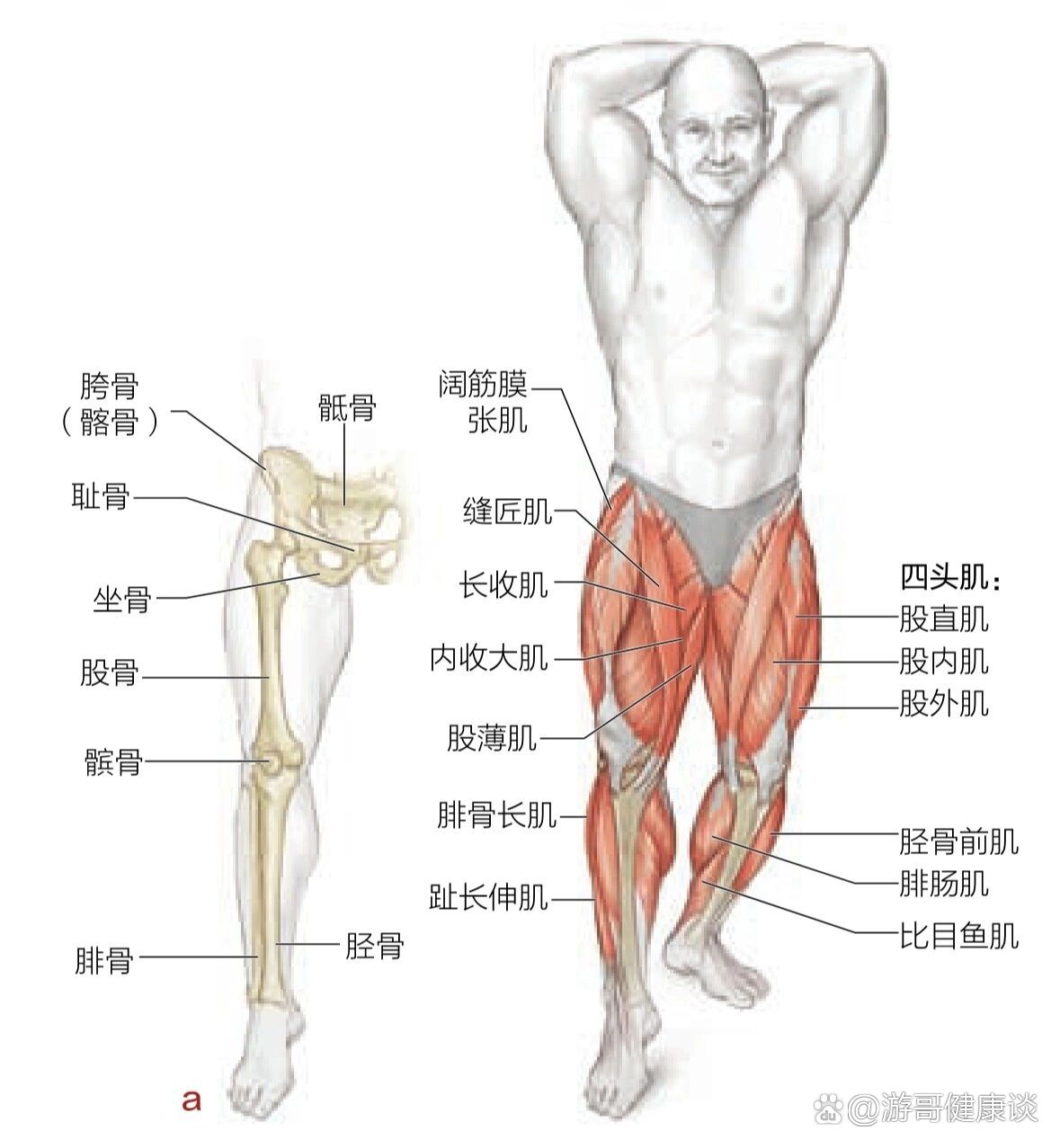 股四头肌肌肉起止点及功能