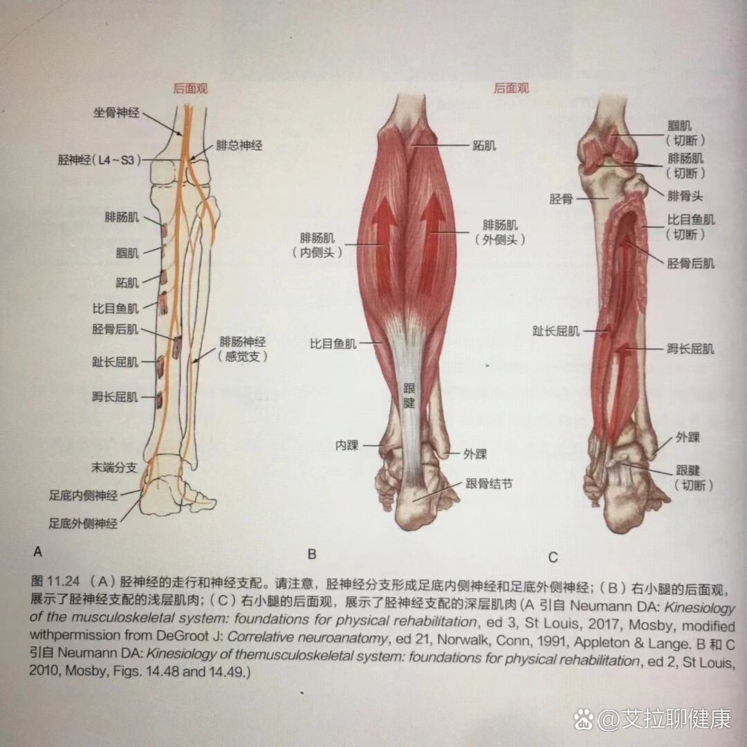 使足背屈的肌肉图片