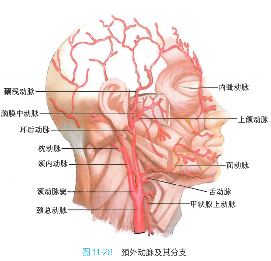 颈动脉管外口的位置图片