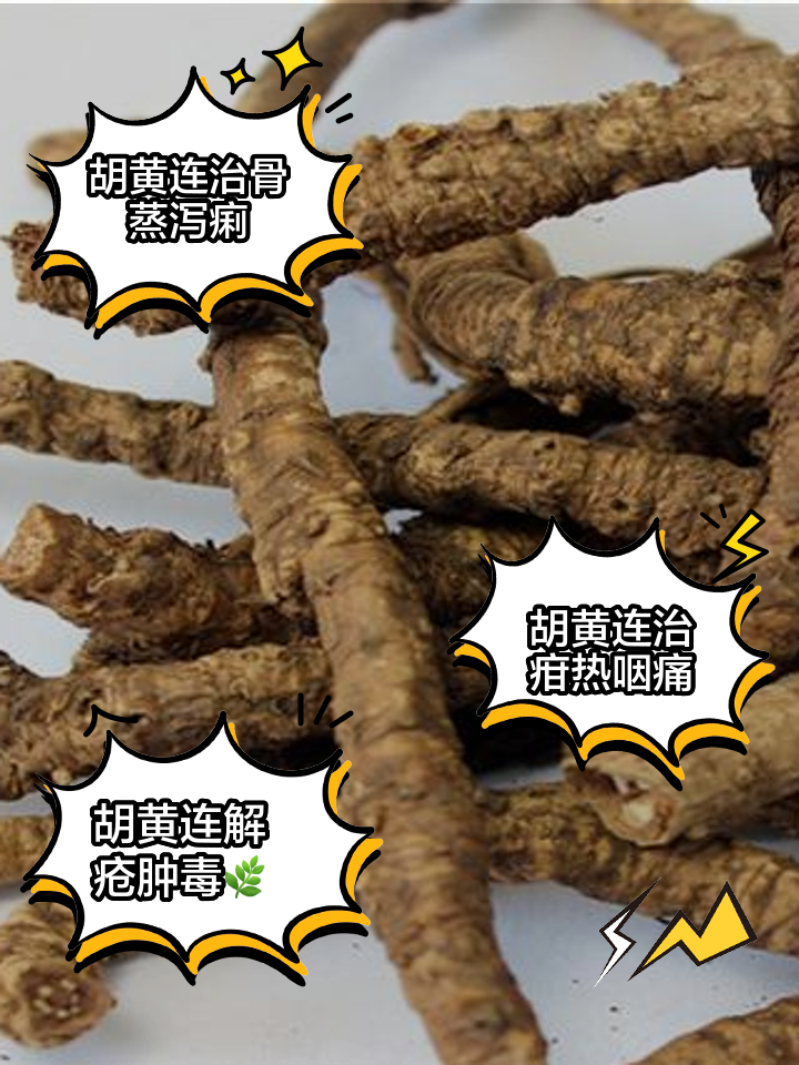 胡黄连的功效与作用
