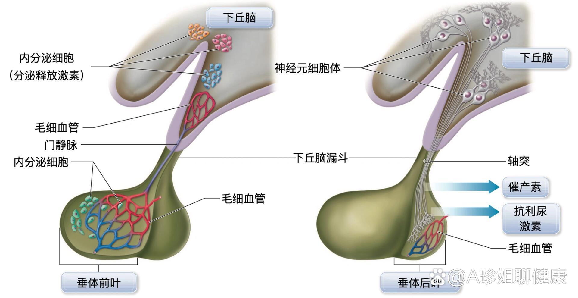 大脑脑垂体位置图片图片