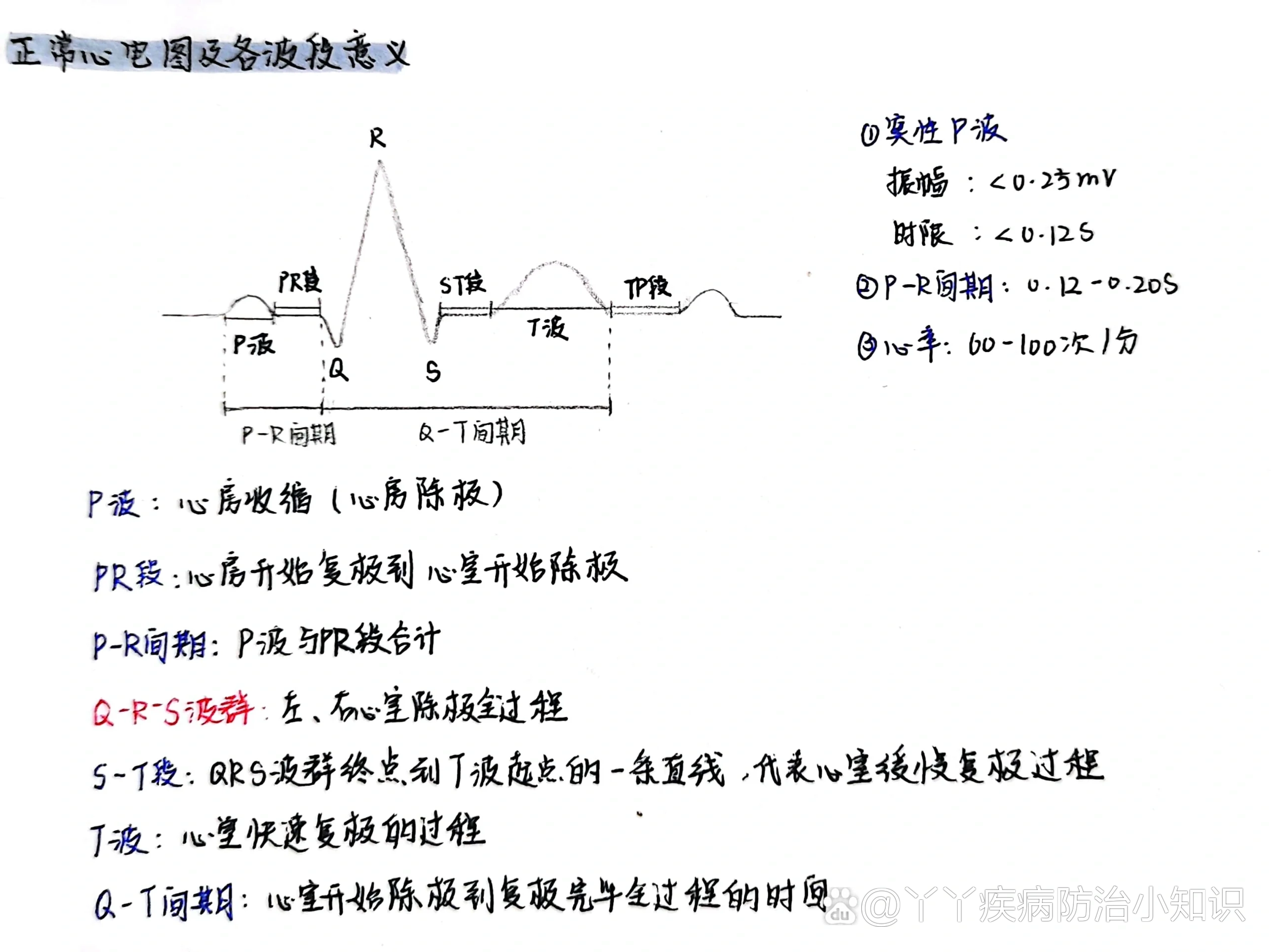 心脏兴奋传导顺序图图片