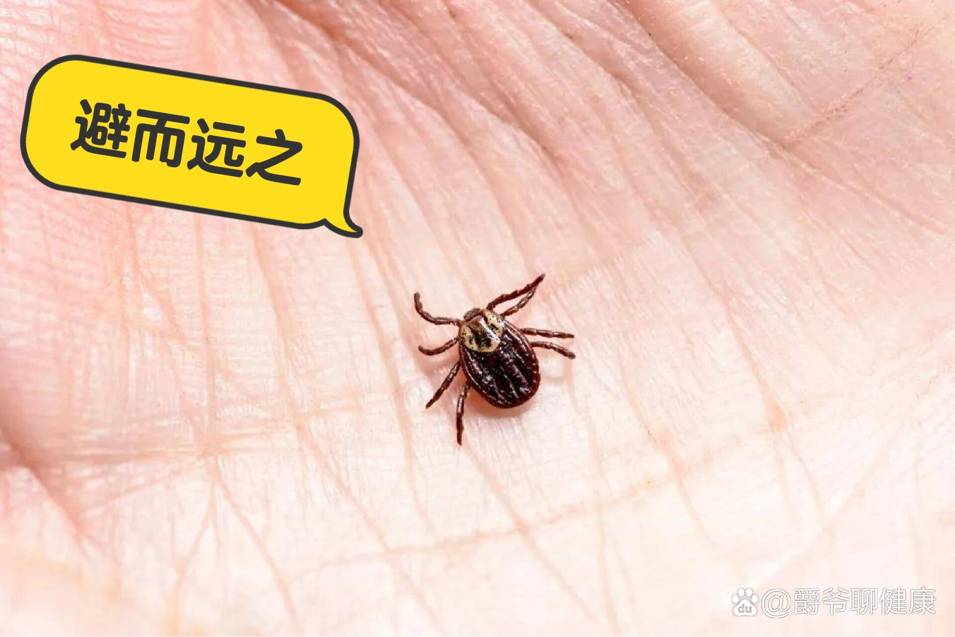 四害消杀丨恙虫又称恙螨